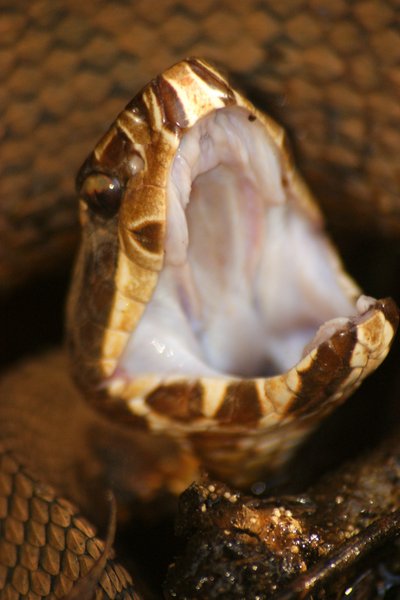 snake