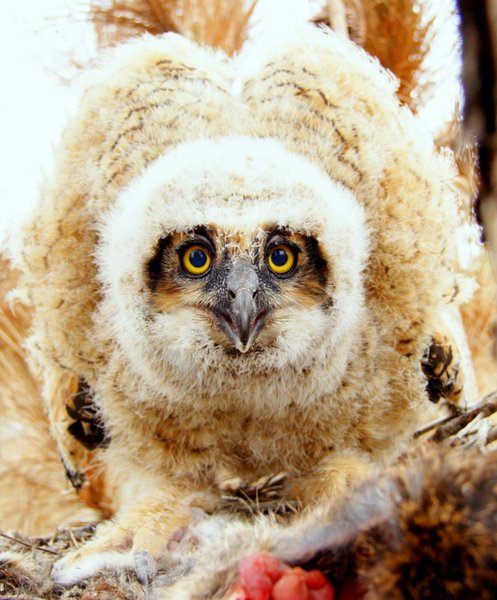gh owl