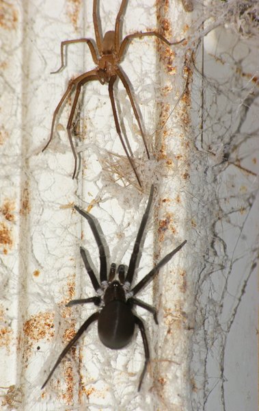 spider