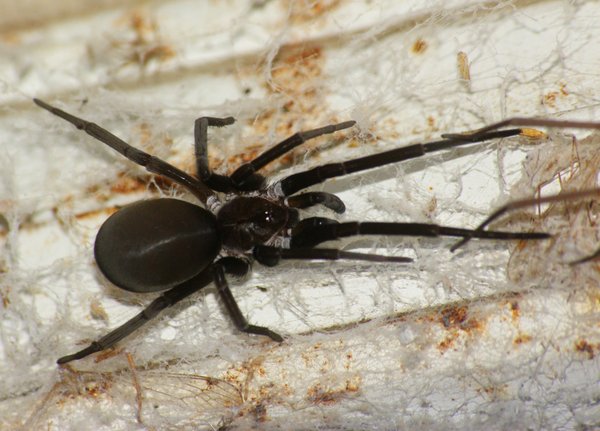 spider
