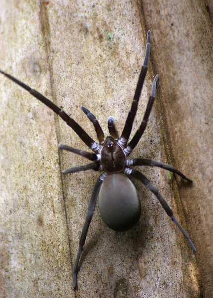 spider