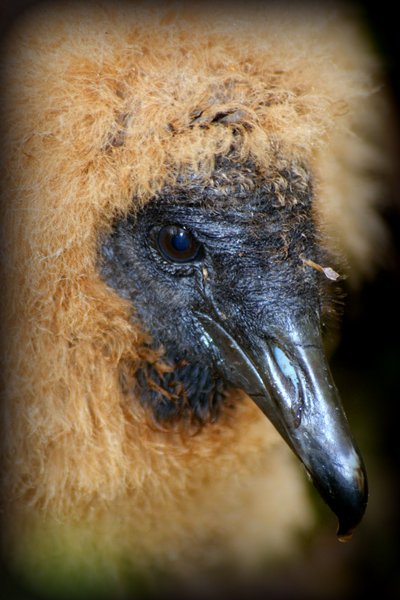 vulture