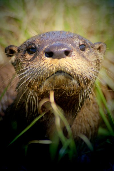 otter