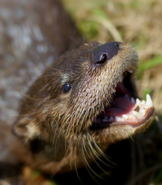 otter