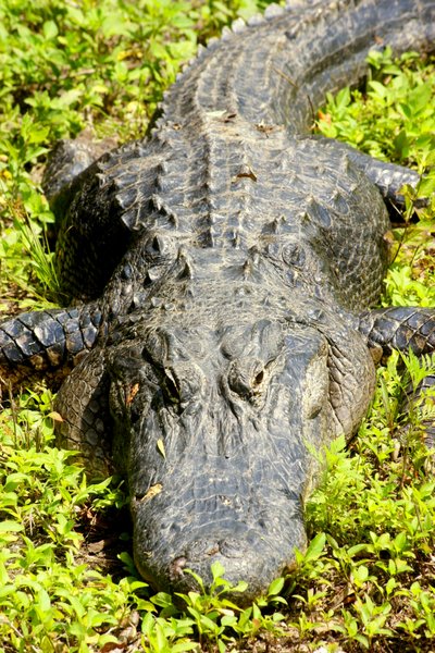 alligator