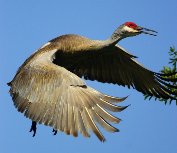 crane