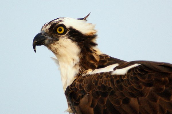 osprey