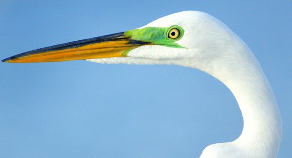 egret
