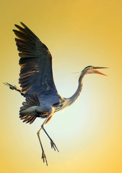 heron