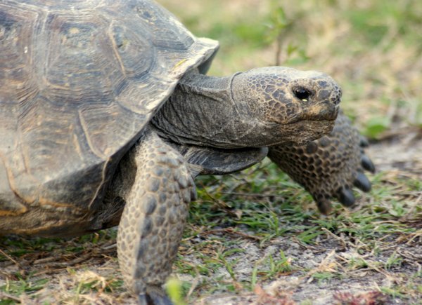 tortoise