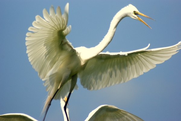 egret