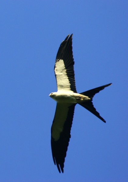 kite