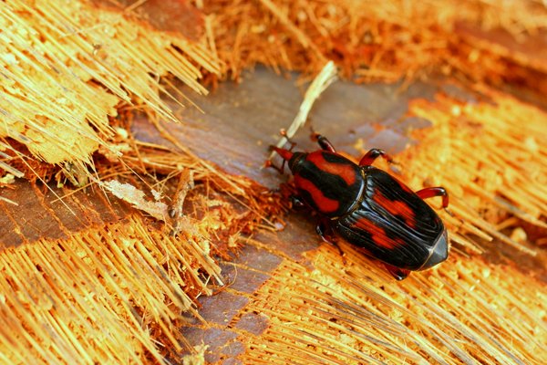 insect