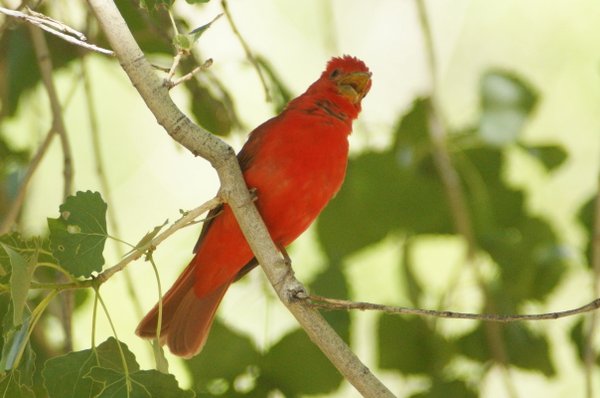 tanager