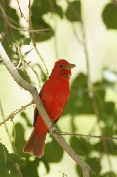 tanager