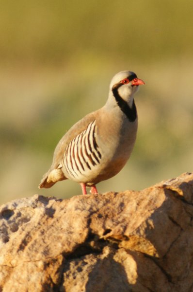chukar