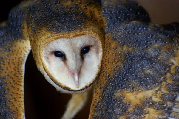 barn owl
