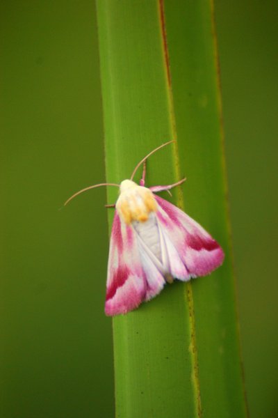 moth