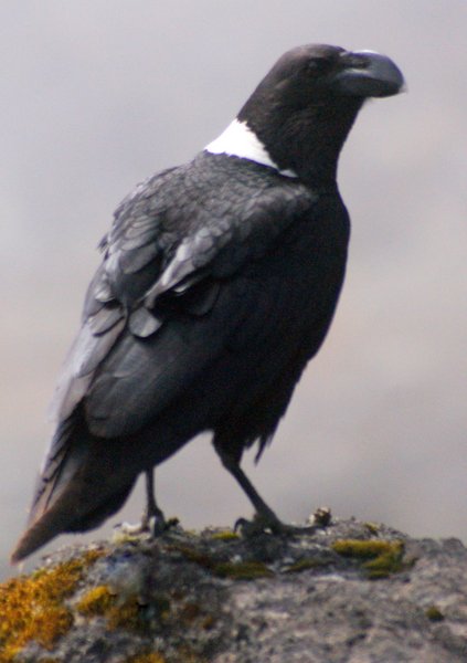 raven