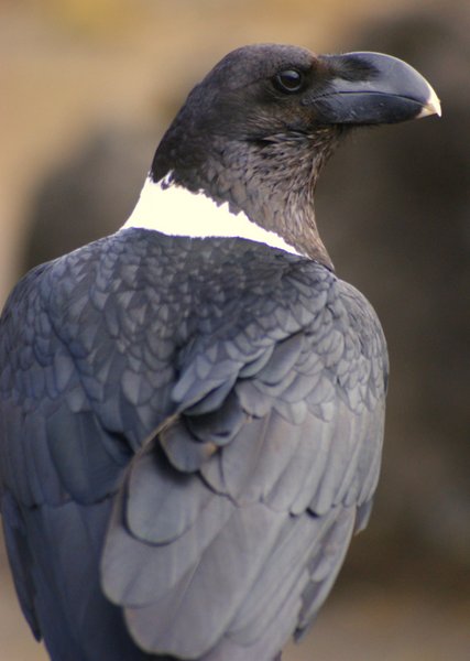 raven