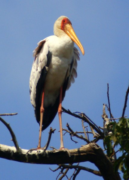 stork