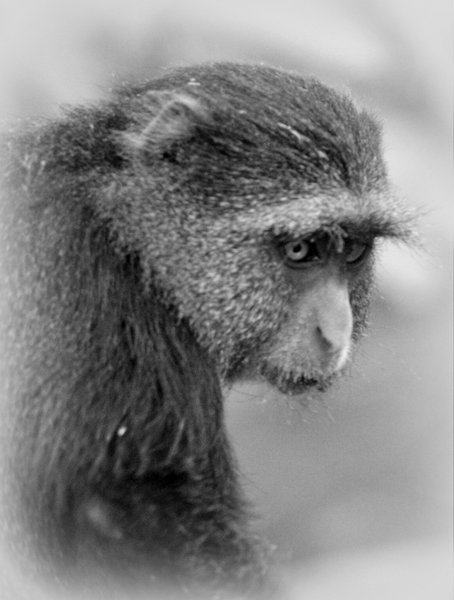 monkey blue