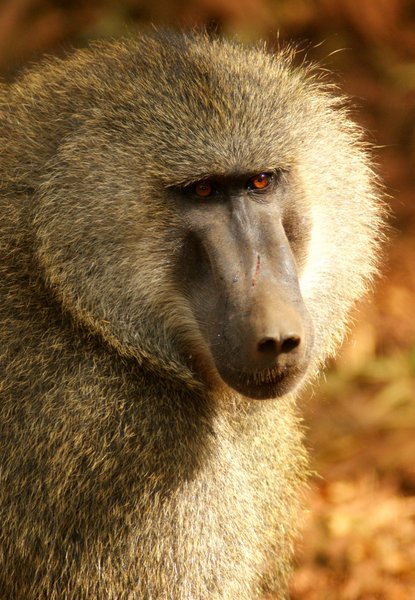 baboon