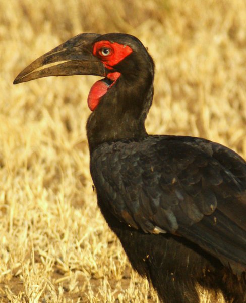 hornbill