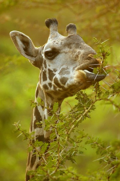 giraffe