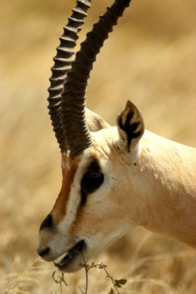 gazelle