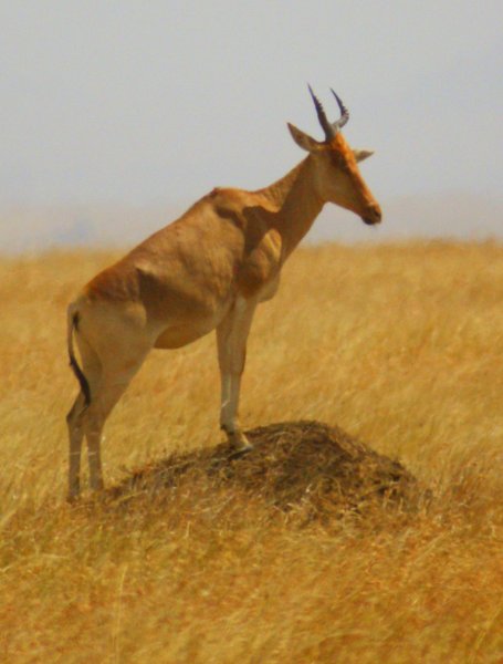 hartebeeste