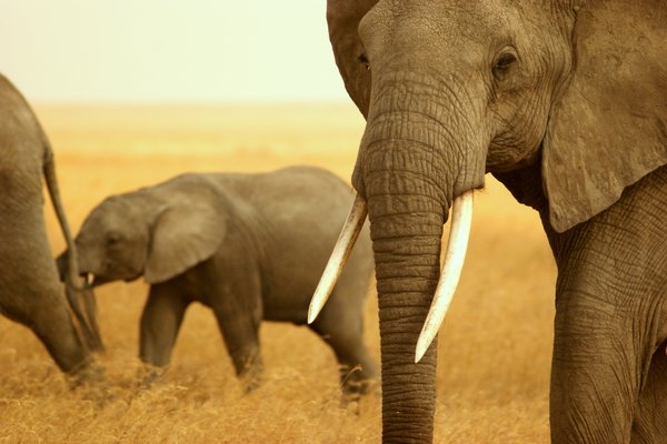 elephant