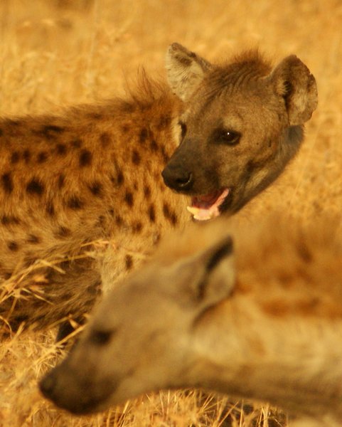 hyena