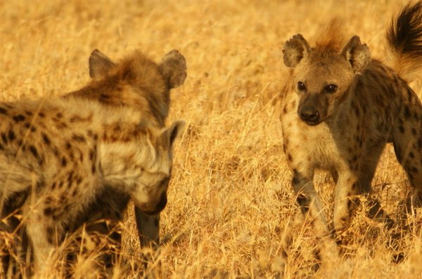 hyena