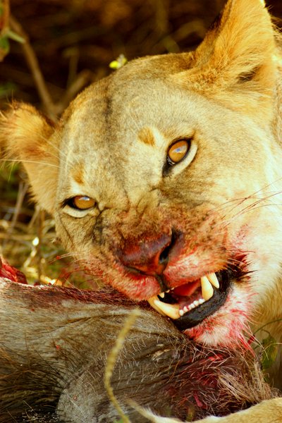 Lion