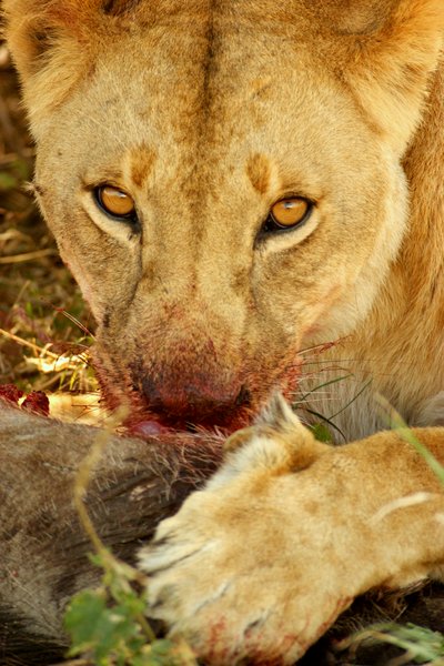 Lion