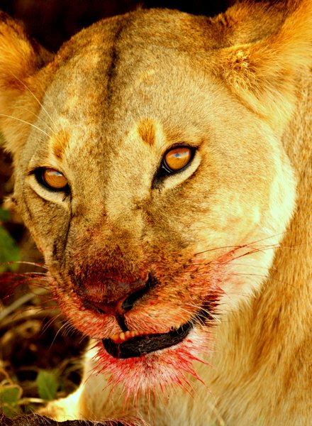 Lion