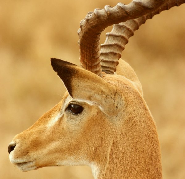 impala