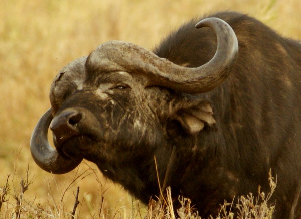 cape buffalo