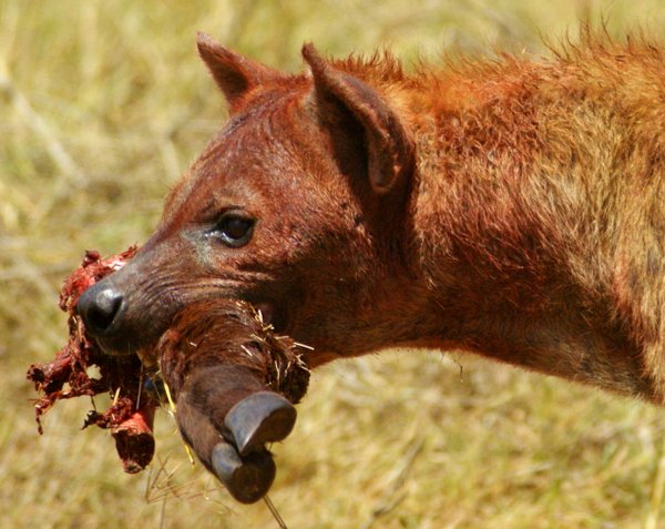 hyena