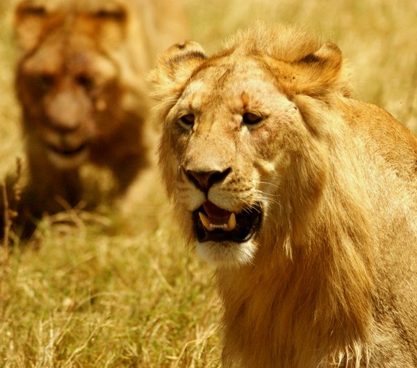 Lion