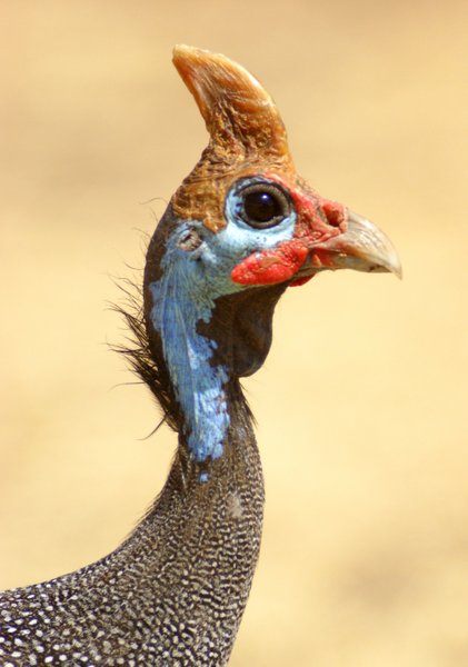 guinea fowl