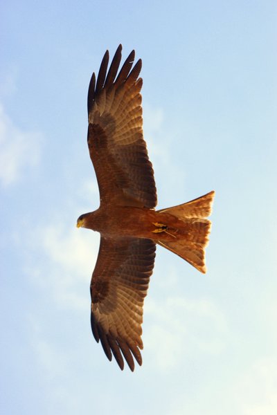 kite