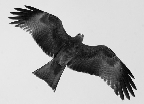 kite