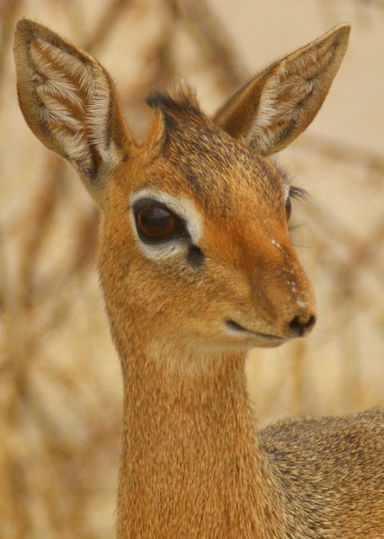 duiker