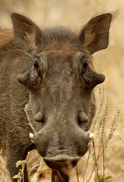 warthog