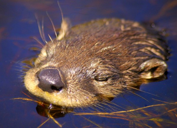 otter