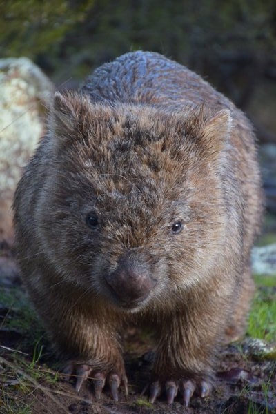 wombat