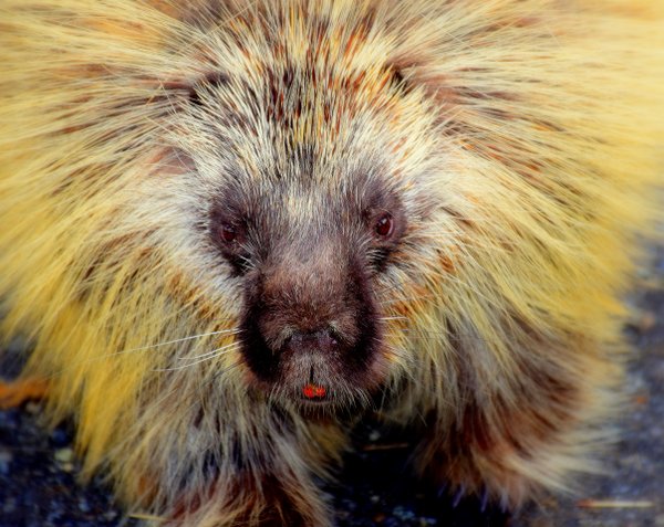 porcupine