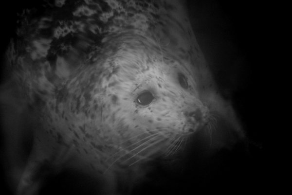 seal